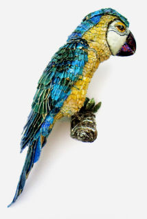 Blue and yellow Macaw